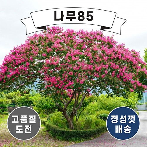 (나무85) 배롱나무(백일홍) R3