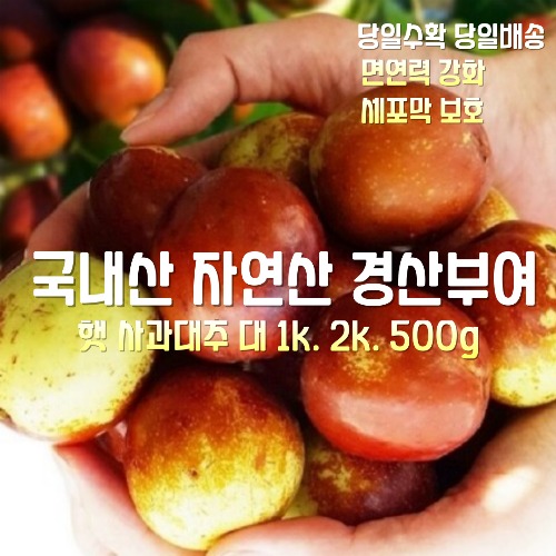 [산지직송] 국내산 자연산 경산부여 고당도 사과대추 대 1kg 2kg 500g 1박스